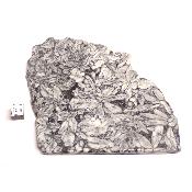 Pinolite Plaque 2332