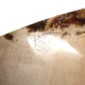 Bois Fossile Forme Libre 04069