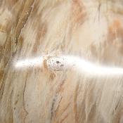 Bois Fossile Forme Libre 04075