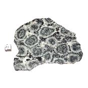 Diorite Orbiculaire Plaque 0119