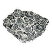Diorite Orbiculaire Plaque 0120