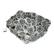 Diorite Orbiculaire Plaque 0120