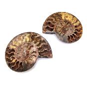 Ammonite Clinoviceras Nacrée Sciée Paire 12312