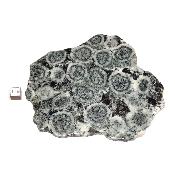 Diorite Orbiculaire Plaque 0124