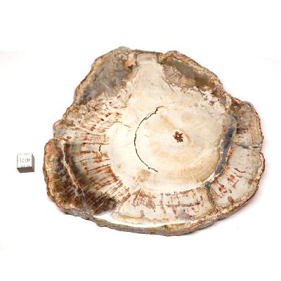 Bois Fossile Plaque 0129