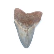 Dent de Mégalodon 13414