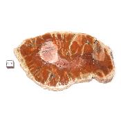 Bois Fossile Plaque 0135