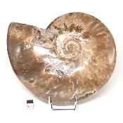 Ammonite Nacrée Entière 0142