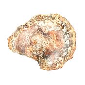 Bois Fossile Plaque 14430