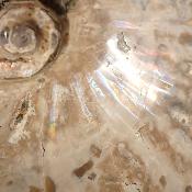 Ammonite Nacrée Entière 0148