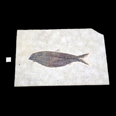Poisson Fossile n°149