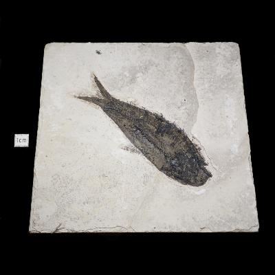 Poisson Fossile n°154