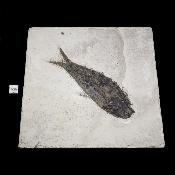 Poisson Fossile n°154