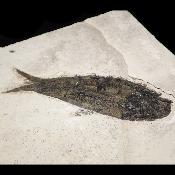 Poisson Fossile n°154