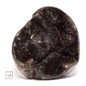 Septaria Forme Libre 15698