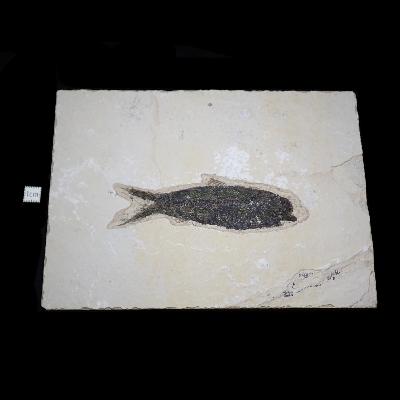 Poisson Fossile n°158