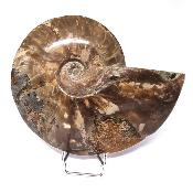 Ammonite Nacrée Entière 20349