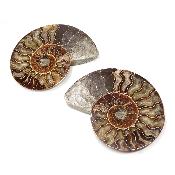 Ammonite sciée 2329