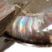 Ammonite sciée 2329