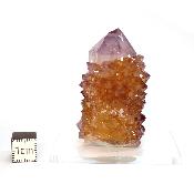 Cristal Cactus Brute 2730