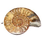Ammonite sciée 3047