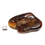 Ambre de la Baltique morceau poli n° 05950
