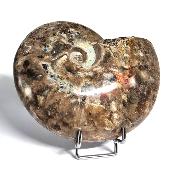 Ammonite Nacrée Entière 10171