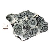 Diorite Orbiculaire Plaque 0114