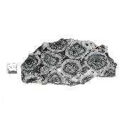 Diorite Orbiculaire Plaque 0116