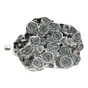 Diorite Orbiculaire Plaque 0124