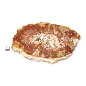Bois Fossile Plaque 0134