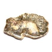 Bois Fossile Plaque 0141