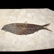 Poisson Fossile n°149