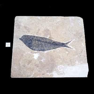 Poisson Fossile n°151