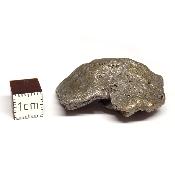 Météorite Sidérite Sikhote-Alin 15174