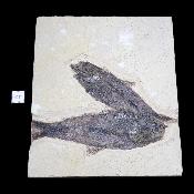 Poisson Fossile n°156