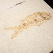 Poisson Fossile n°166