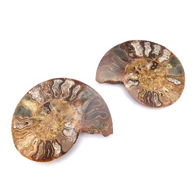 Ammonite Clinoviceras Nacrée Sciée Paire 20331
