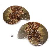 Ammonite sciée 2077