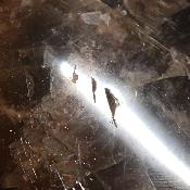 Pierre de lune noire coeur 2259