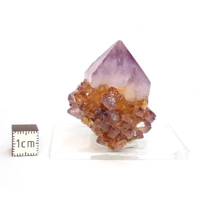 Cristal Cactus Brute 2725