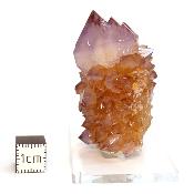 Cristal Cactus Brute 2730