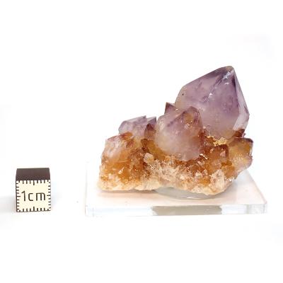 Cristal Cactus Brute 2732