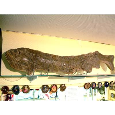 Cladocyclus