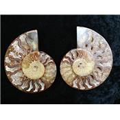Ammonite Clinoviceras Nacrée Sciée Paire 03774