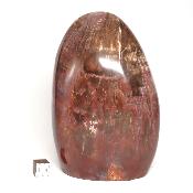 Bois Fossile Forme Libre 04071