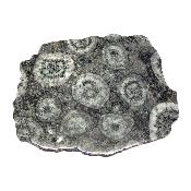Diorite Orbiculaire Plaque 0122
