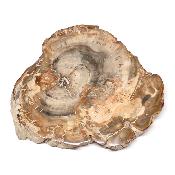 Bois Fossile Plaque 0131