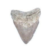 Dent de Mégalodon 13415