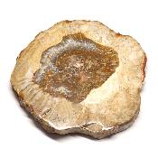Bois Fossile Plaque 0140